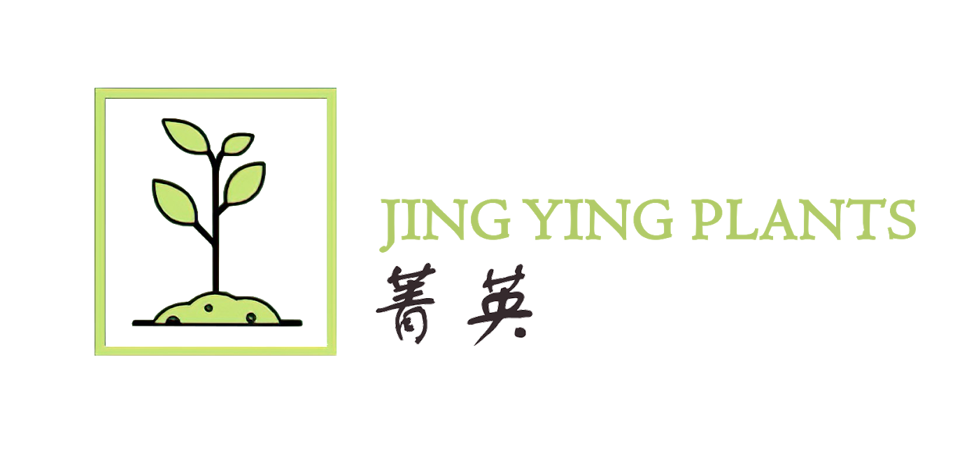 Jing Ying Plants