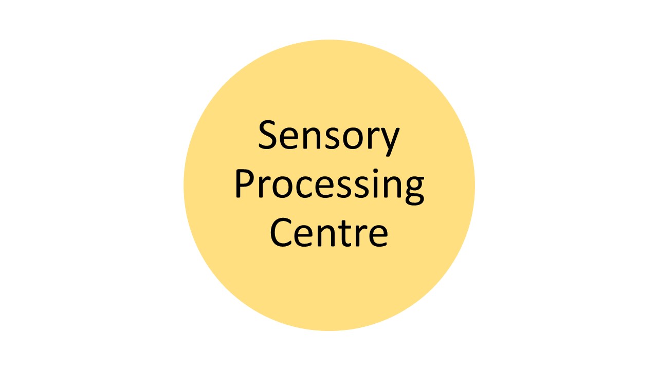 sensory processing centre