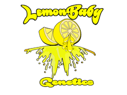 Lemon Baby Genetics