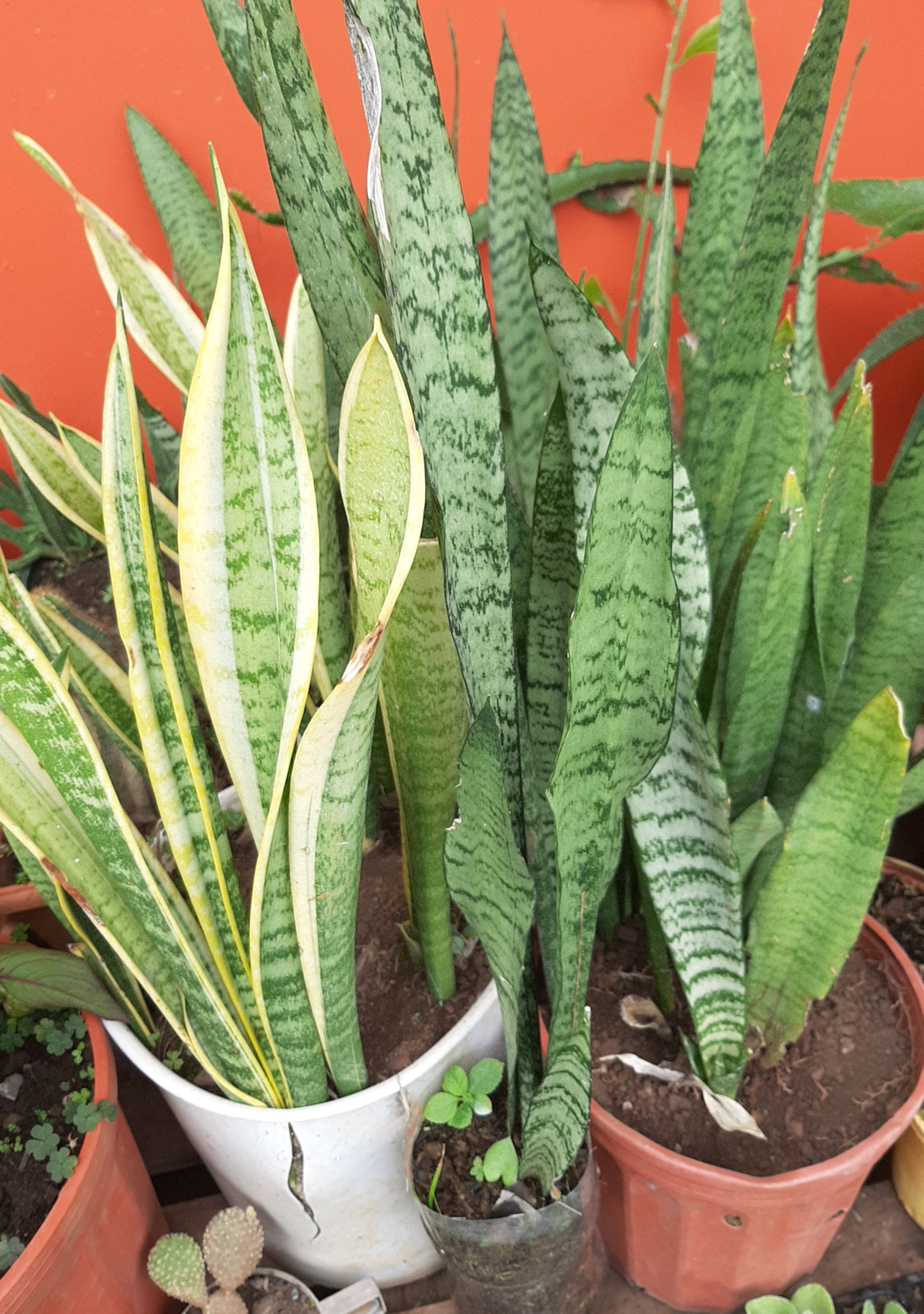 Juego de 3 Plantas culebra, Lengua de suegra (verde, amarilla y  cil�ndrica), en 3 potes pl�stico de 6 pulgadas, Cient�fico: Sansevieria  trifasciata, trifasciata amarilla y cil�ndrica, Genero: Sansevieria, Familia:  Asparagaceae - Chuzo