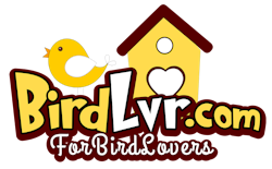 BirdLvr.com - For BIRD Lovers