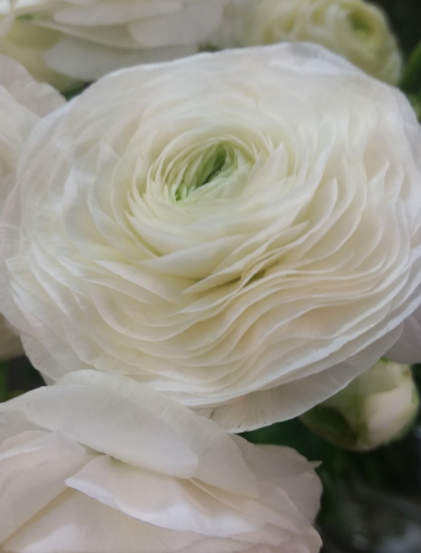 Fresh Cut Flower Photography Greeting Card Jane Warner Greetings Printed Cards